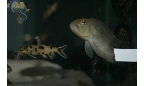 Lamprologus callipterus